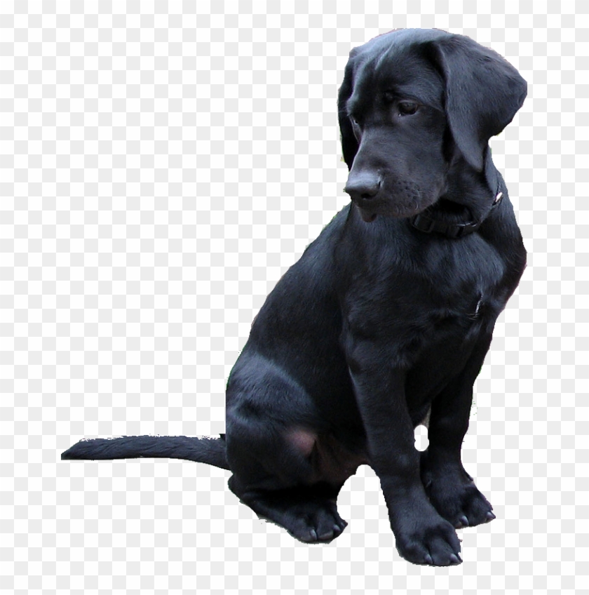 Labradores Retriever Png Clipart #4566879