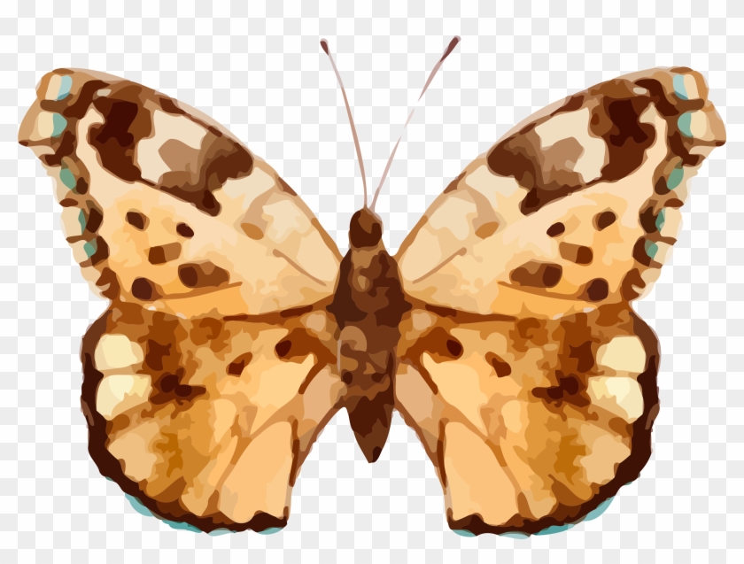 Real Butterfly Cliparts - Png Download #4567020