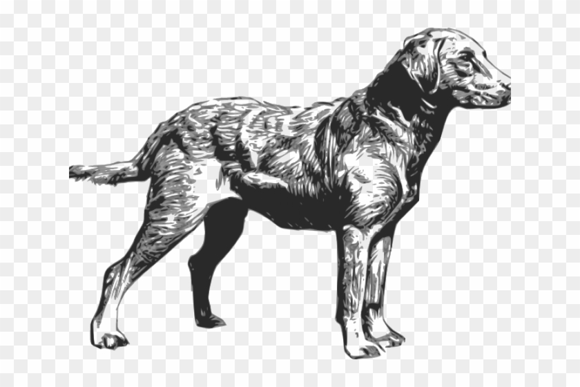 Free On Dumielauxepices Net - Chesapeake Bay Retriever Clip Art - Png Download