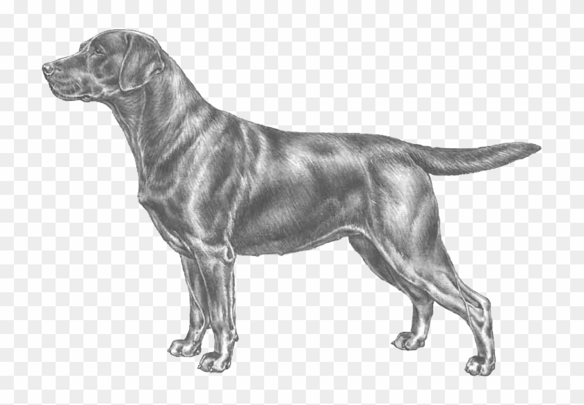 Labrador Retriever Clipart #4567321
