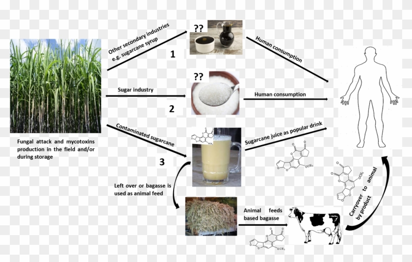 During The Harvesting Time, Chewing Raw Sugarcane Is - Sweet Grass Clipart #4567361