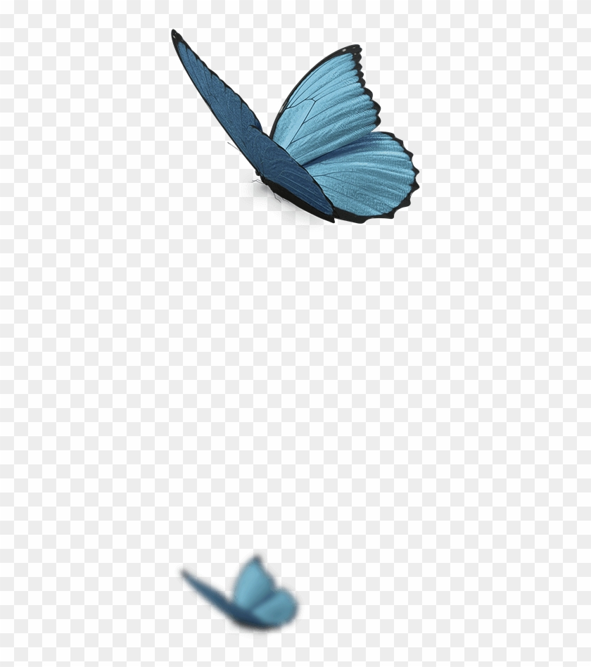 Page Decoration Page Decoration - Holly Blue Clipart