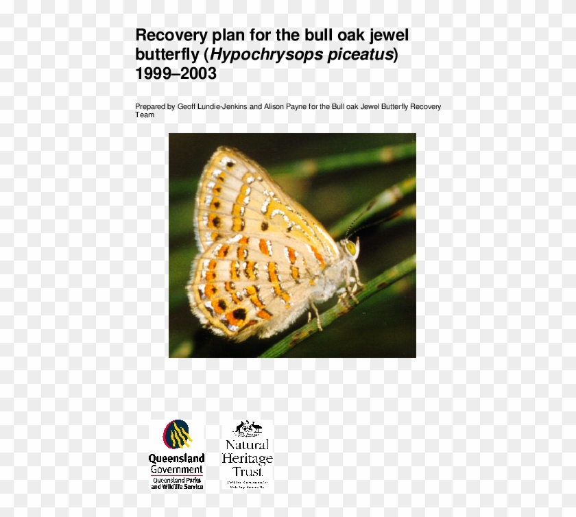 Pdf - Lycaena Clipart