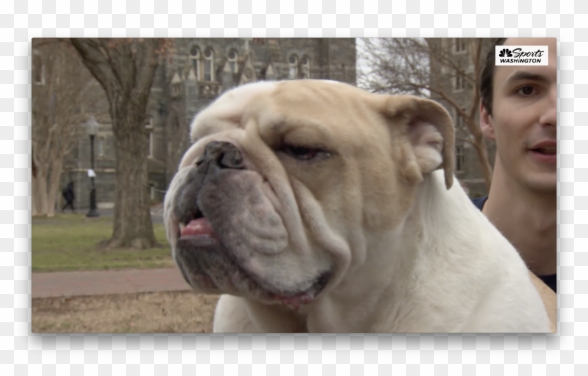 Australian Bulldog Clipart #4567833