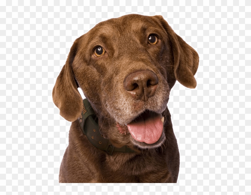 Labrador Retriever Puppies Dogs - Dog Yawns Clipart #4567858
