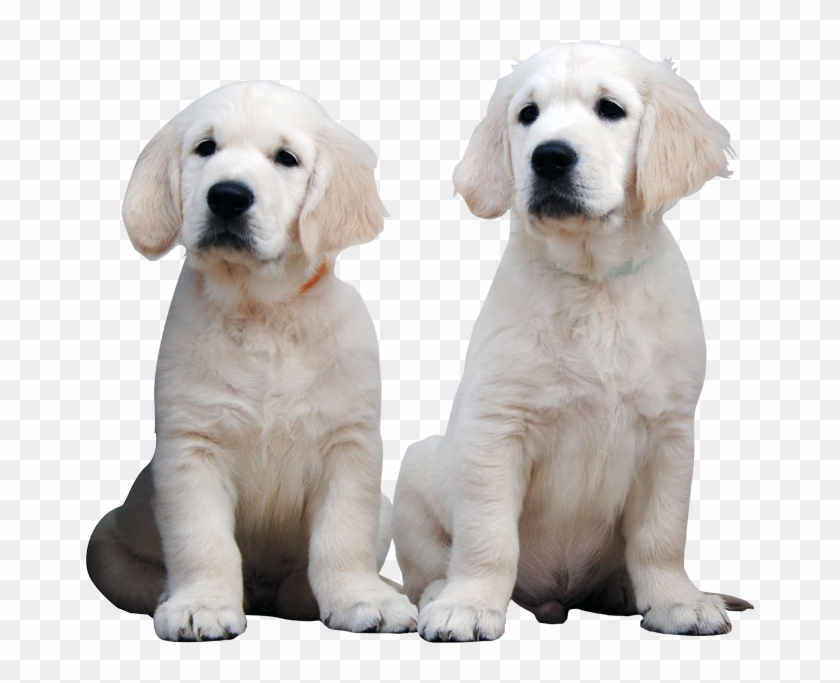Labrador Retriever Clipart #4568016