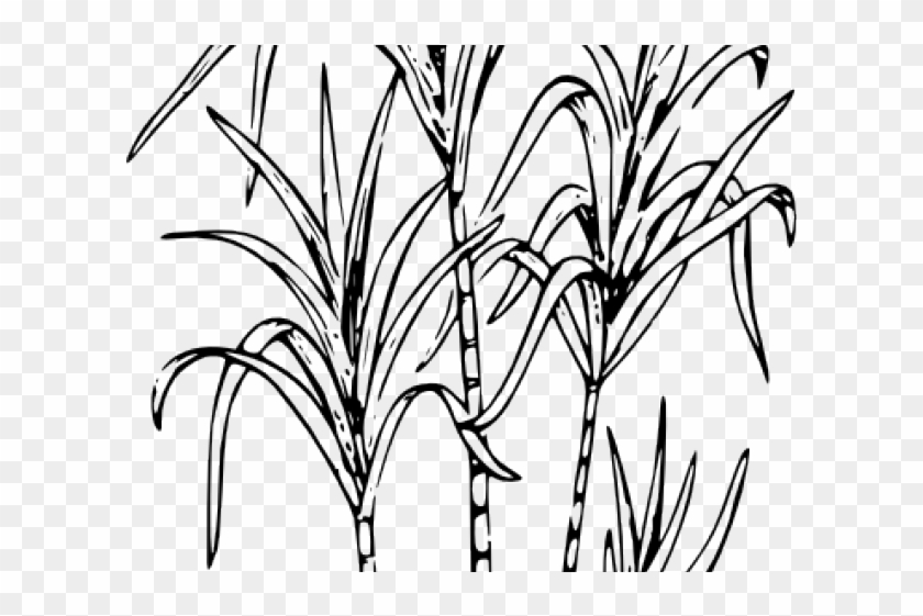 Tree Clipart Sugarcane - Happy Thai Pongal 2019 - Png Download