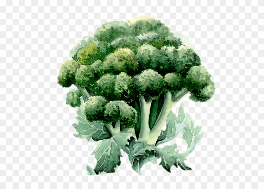 Broccoli Drawing Watercolor - Broccoli Watercolour Transparent Clipart #4570693