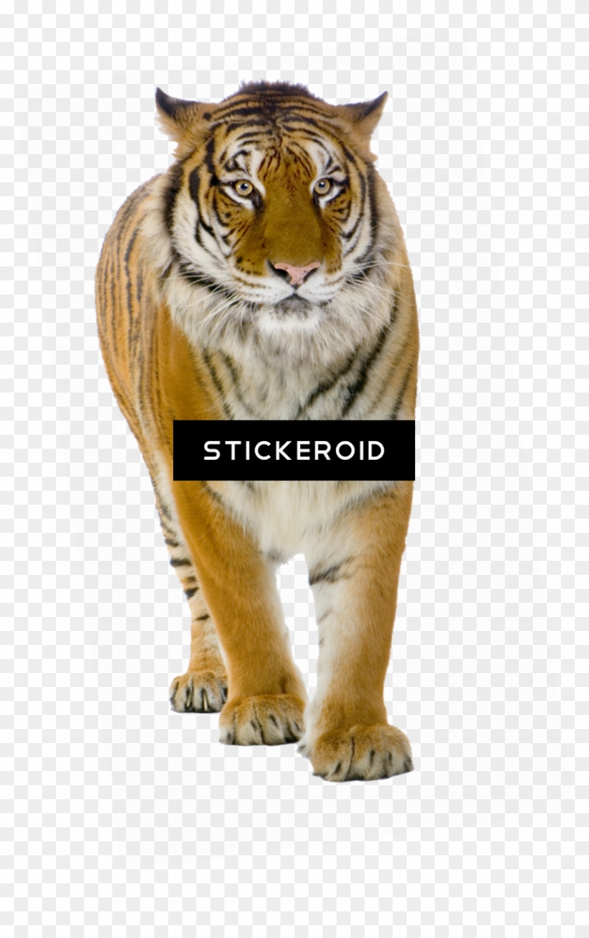 Tiger Front View , Png Download - Lion And Tiger Photo Download Clipart #4572571