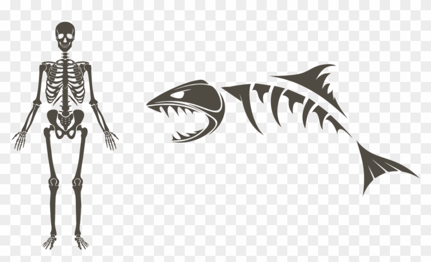 Shark Skeleton Drawing Clipart