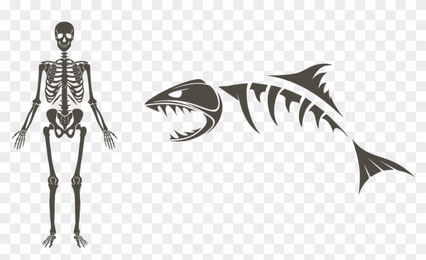 Shark Skeleton Drawing Clipart@pikpng.com