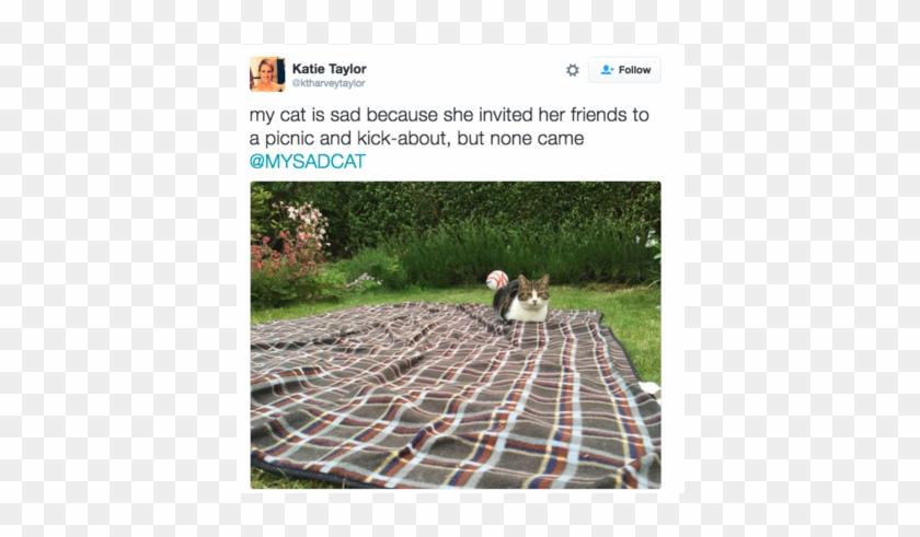 Sad Cat - Grass Clipart