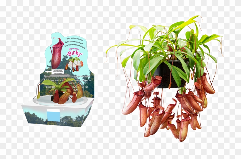 Bd55 - Nepenthes Binky Clipart #4577142