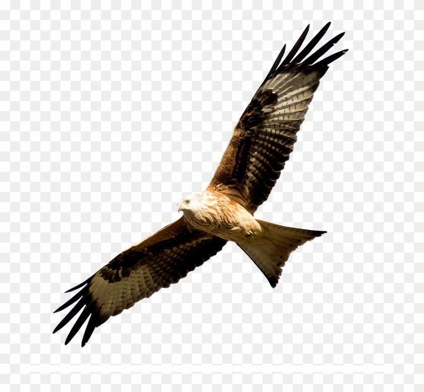 Spain Madrid Manzanares Milano Real Bird Predator - Real Bird Png Clipart #4577673