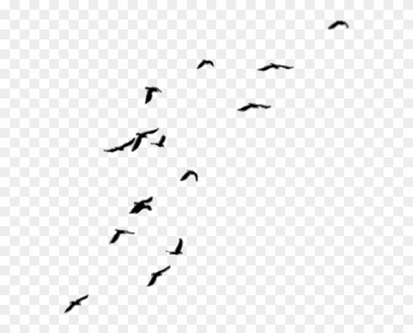 Birds Png New - Transparent Background Crows Flying Png Clipart #4577861