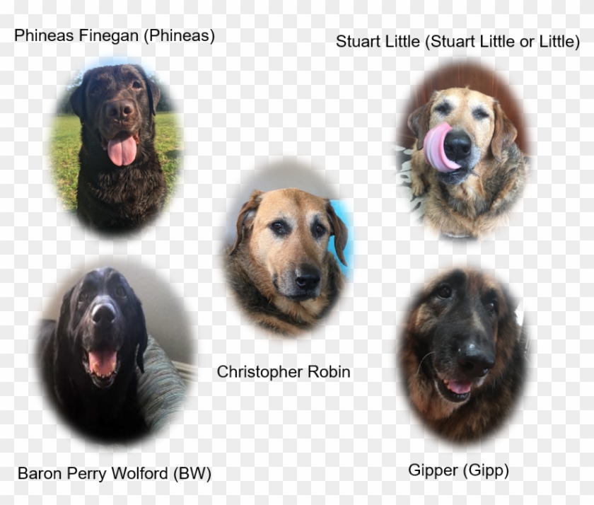 You Will Probabably Be Suprised To Know For A Couple - Companion Dog Clipart