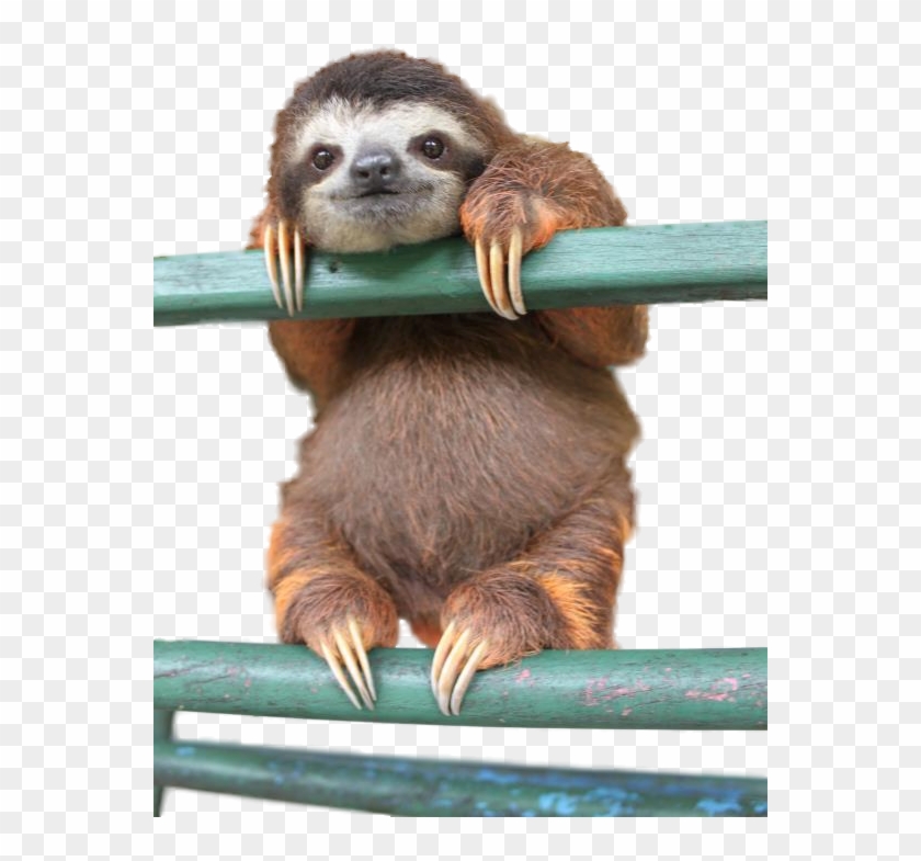 Never Lose Hope - Cute Sloth Clipart #4577897