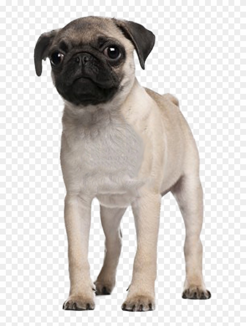 Lifebycourtney In Desire - Pug 3 Months Clipart #4578962