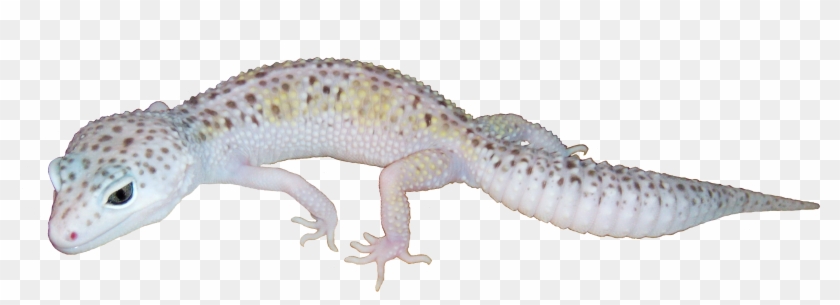 Funny - Leopard Gecko Transparent Background Clipart