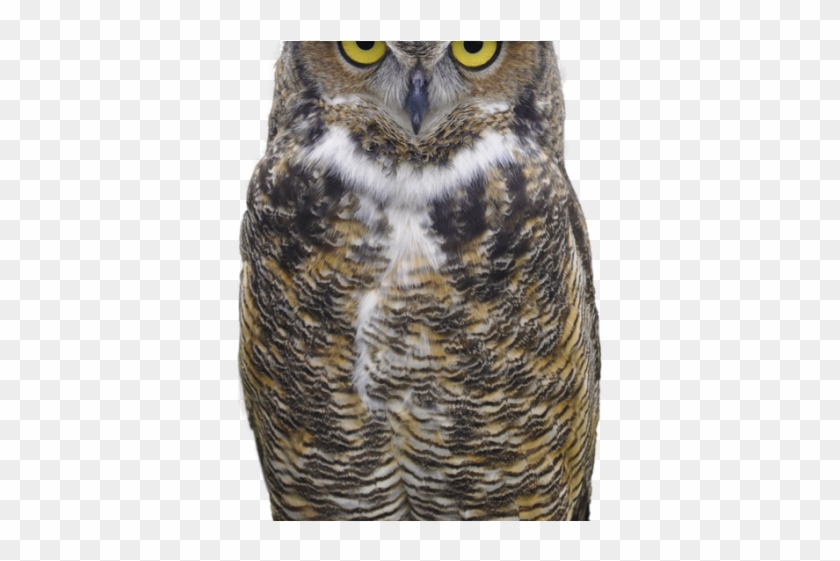 Great Horned Owl Clipart Face Png - Great Horned Owl Png Transparent Png #4580350