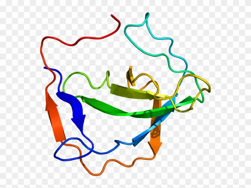 Protein Mia Pdb 1hjd - Melanoma Inhibitory Activity Protein Clipart #4581624
