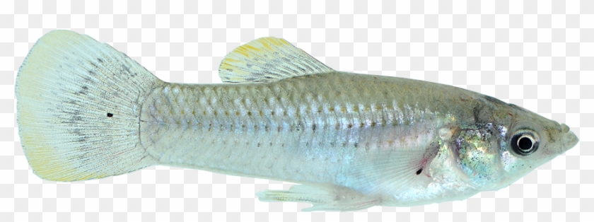 Jenis Ikan Molly Tercantik yang Cocok Dipelihara di Rumah