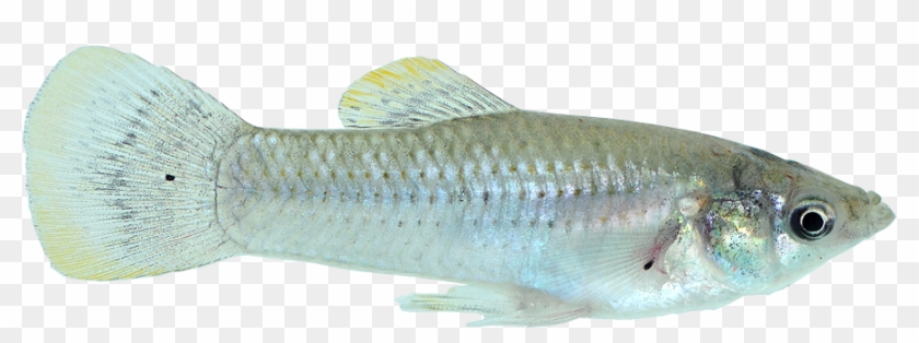 Atlantic Molly - X Ray Fish Png Clipart