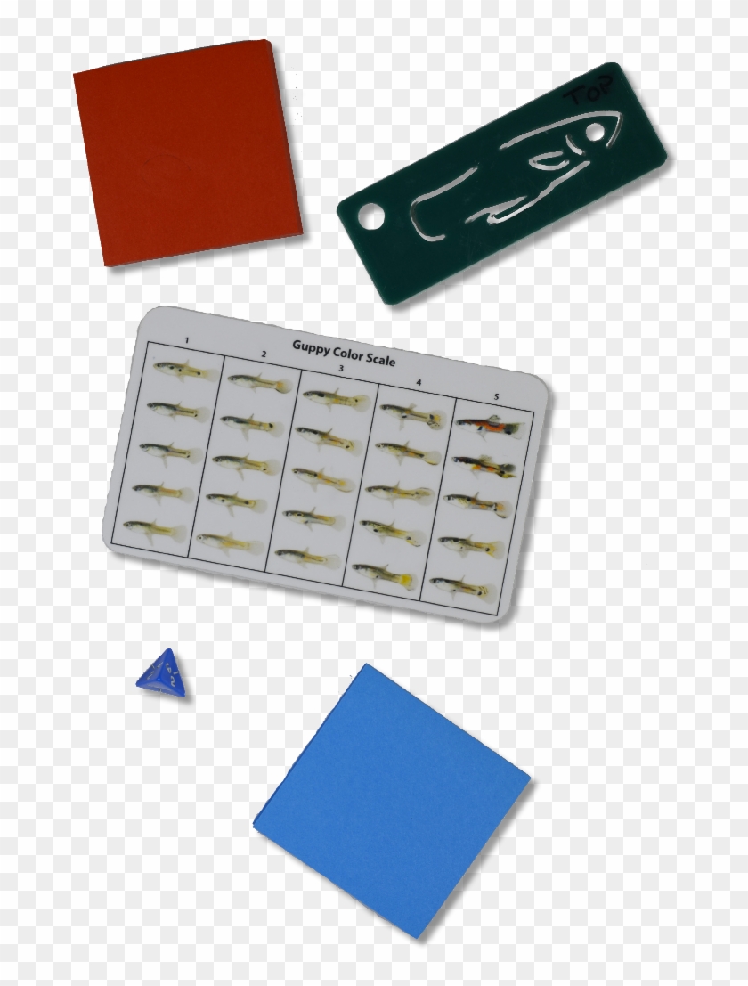 Small Fish Stem Kit - Plastic Clipart #4582575