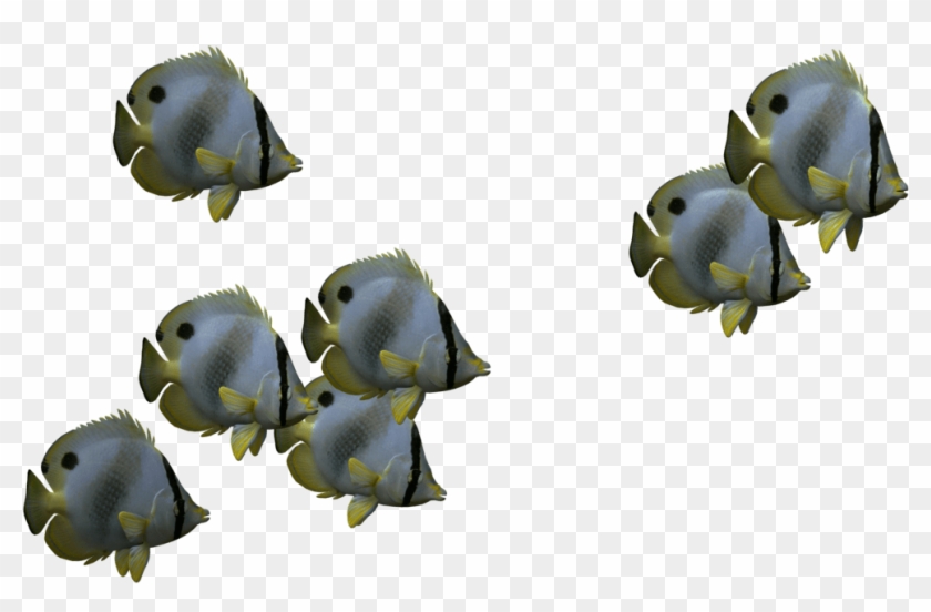 Group Of Fish Transparent Clipart #4582620