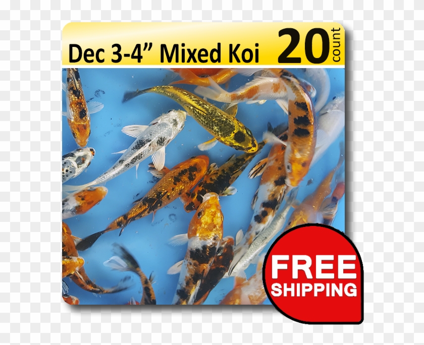 Small Pack Of Decorative 3-4 Mix Koi [dec34retail20] - Poster Clipart #4582666