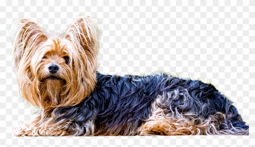 Isolated Yorkshire Terrier Dog Small Dog Animal - Yorkshire Terrier Png Clipart #4582878
