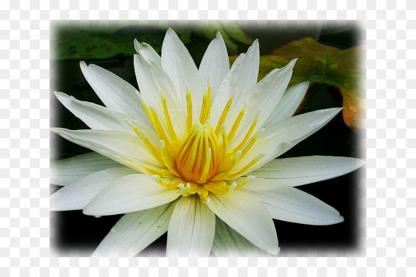 Water Lily "american White" - Sacred Lotus Clipart #4583242
