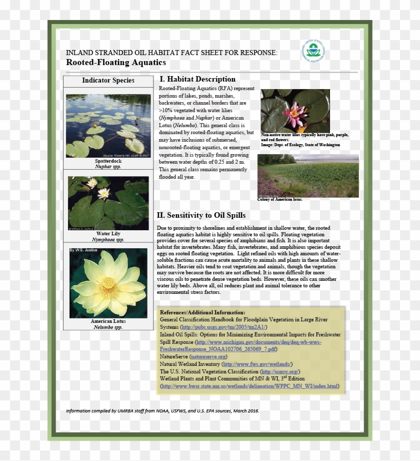 Download Pdf - Spatterdock Plant Clipart (#4583684) - PikPng