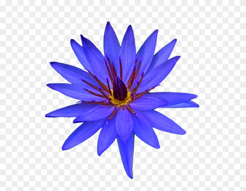 Bleed Area May Not Be Visible - African Daisy Clipart #4583741