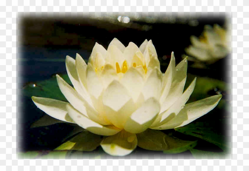 Pause - “ - Photographs Of Water Lilies Clipart