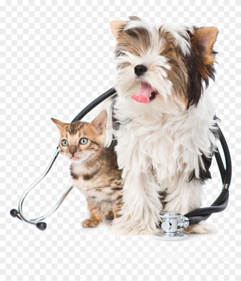 Cute Small Dogs - Картинки Милые Котята Собачки Животные Clipart