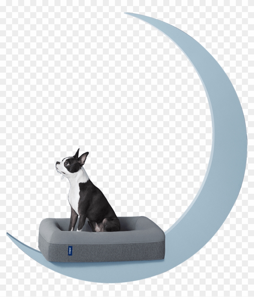 Los Expertos En Reparaciones Del Hogar De Reparalia - Casper Dog Mattress Clipart