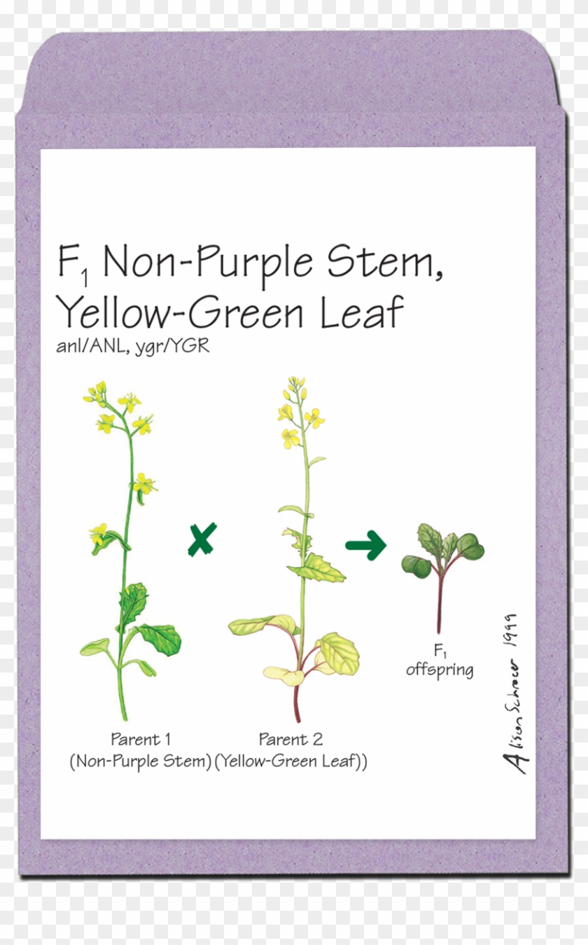 Wisconsin Fast Plants Varieties Clipart #4585264