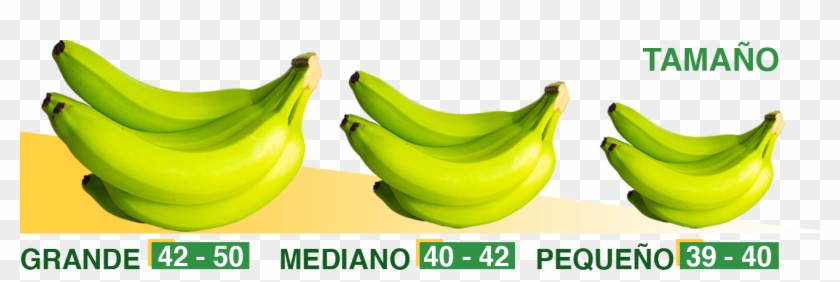 Nuestras Marcas - Saba Banana Clipart