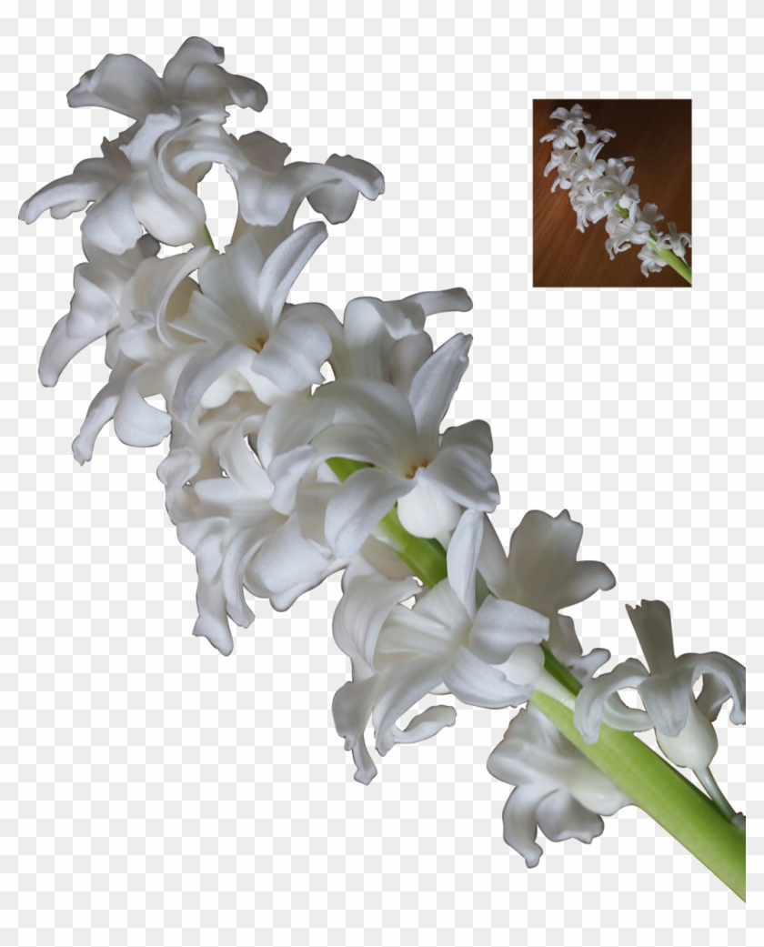 3d White Flowers - White Hyacinth Png Clipart #4585941