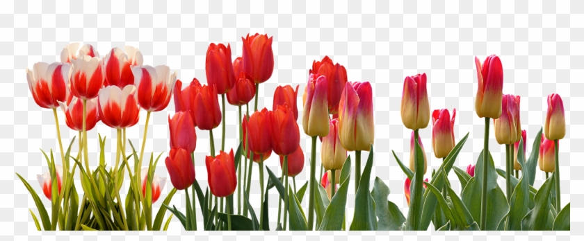 Hyacinth Flower Equinox Spring Tulip International - Tulip Flower Garden Png Clipart #4586113