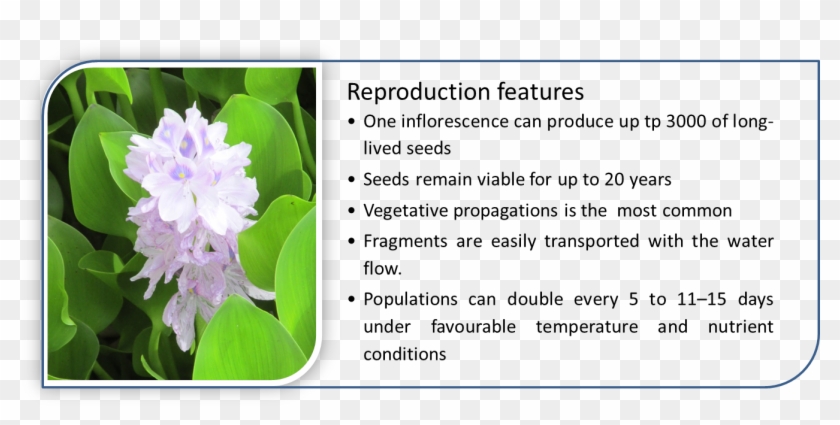 Water Hyacinth Has Special Characteristics That Give - Hyacinth Clipart #4586143
