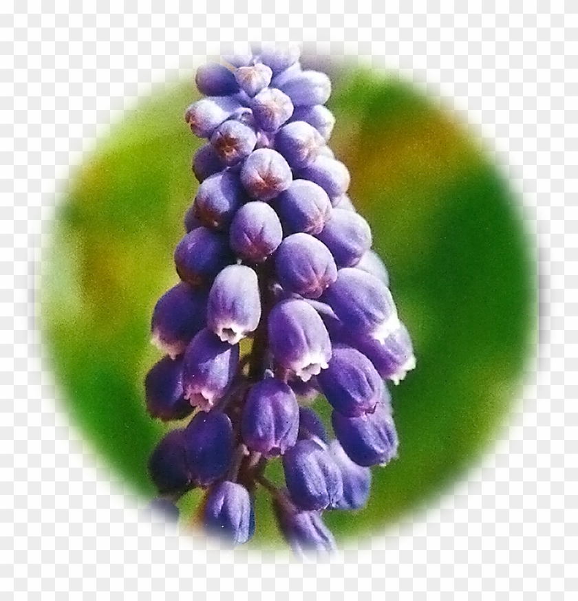 Grape Hyacinth Clipart