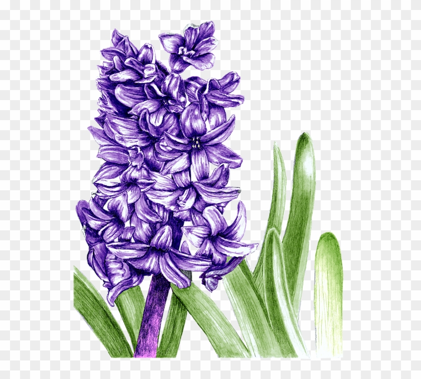 Bleed Area May Not Be Visible - Purple Hyacinth Drawing Clipart #4586290