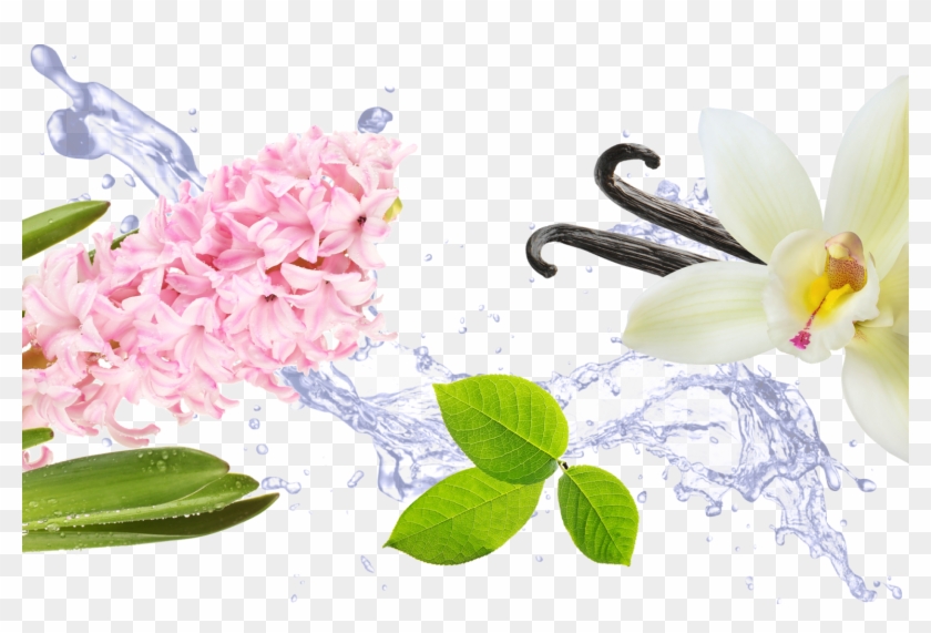 If You Like Hyacinth, You'll Also Love - Transparent Transparent Background Water Png Hd Clipart #4586399