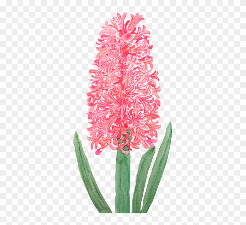 Bleed Area May Not Be Visible - Pink Hyacinth Clipart #4586796