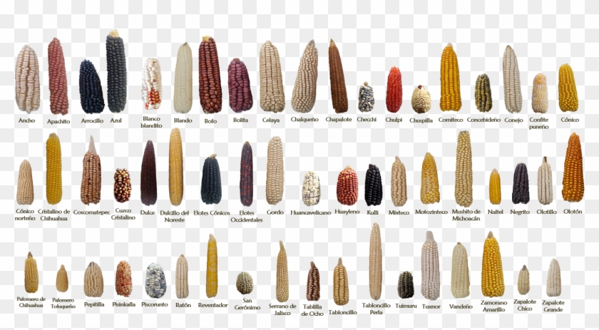 Examples Of Some Of The 59 Native Mexican Maize Landraces - Corn Selective Breeding Clipart #4586845