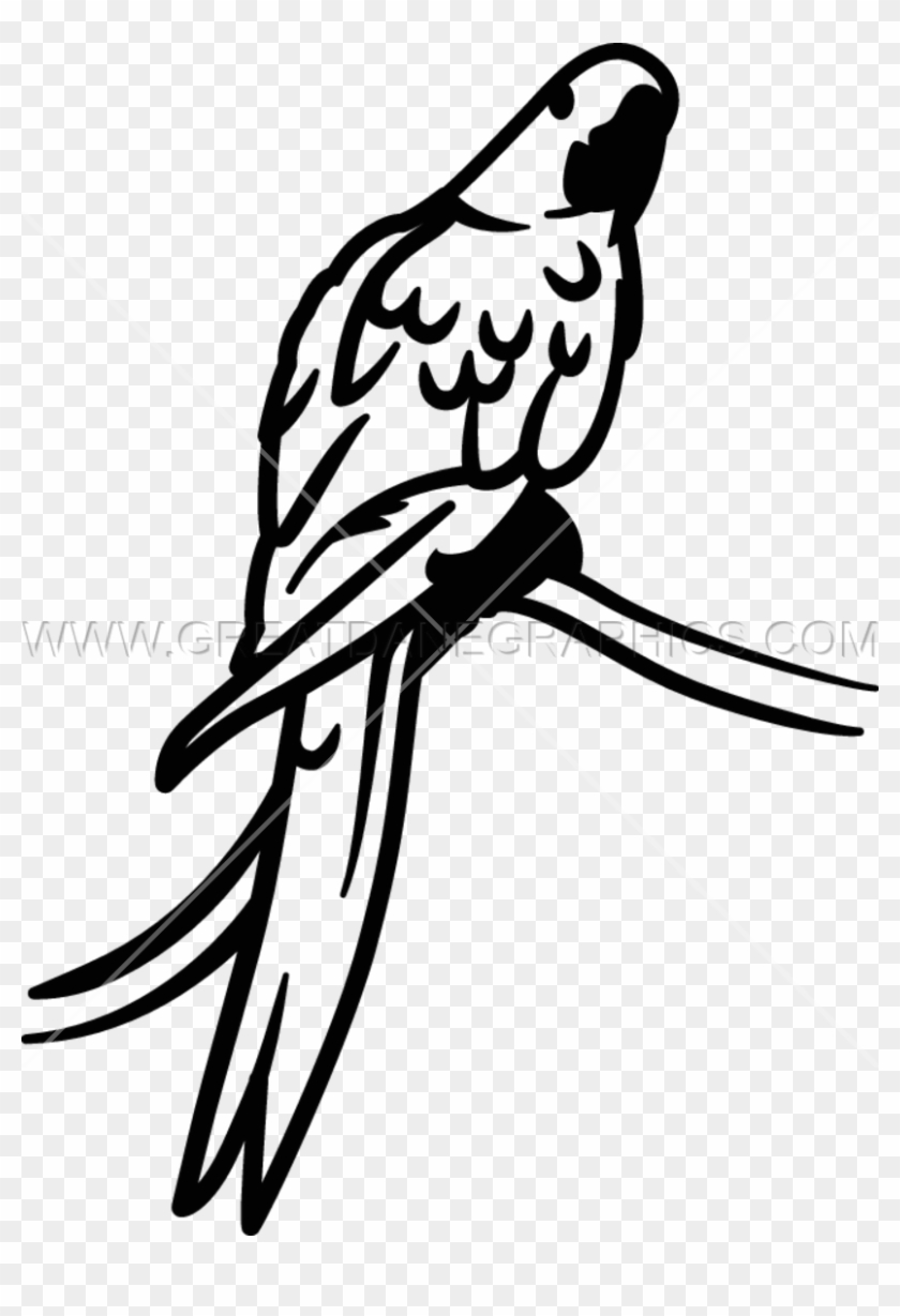 Macaw Clipart Hyacinth Macaw - Araras Em Preto E Branco - Png Download