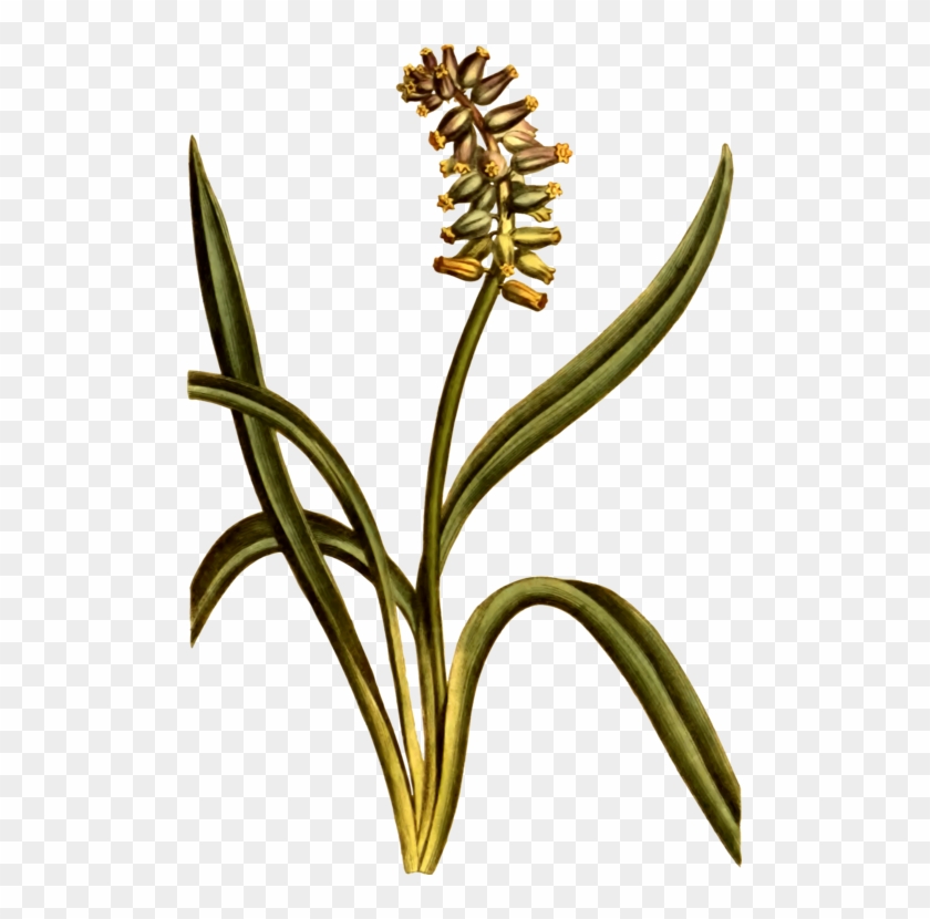 Musk Grape Hyacinth Cut Flowers Plant Stem - Flower Clipart #4587228