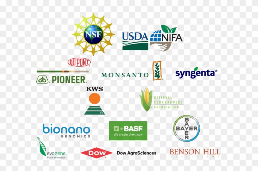 Interested In Becoming A Sponsor Of The Maize Genetics - National Science Foundation Clipart #4587496